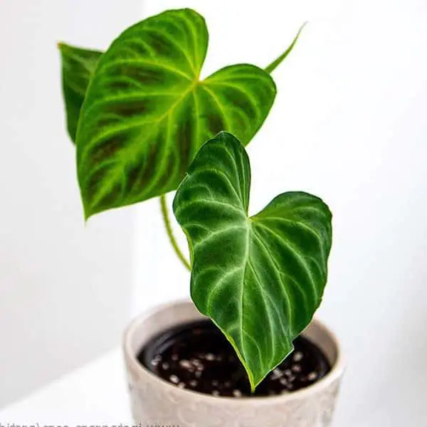 Ideal Humidity for Philodendron Verrucosum