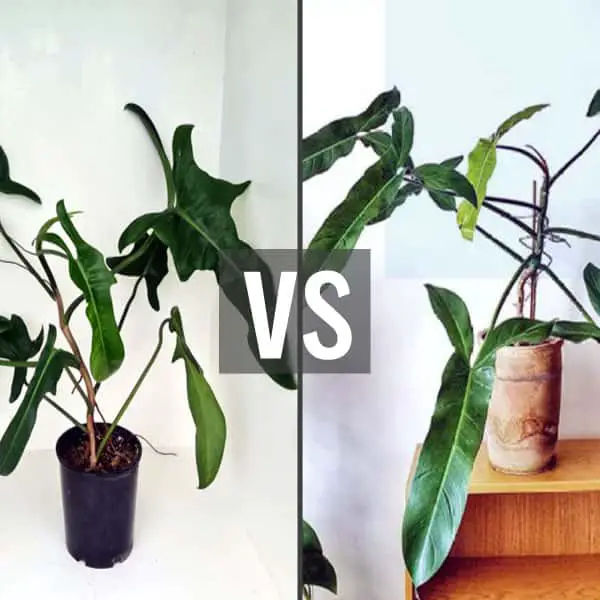 Jerry Horne Philodendron vs Mexicanum