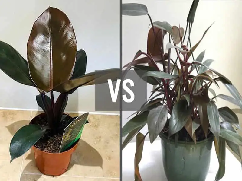 Philodendron Black Majesty vs Bloody Mary