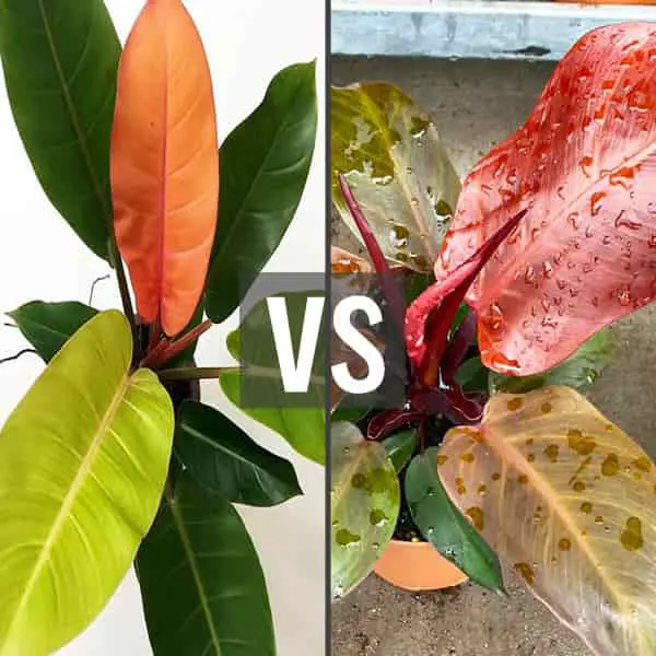Philodendron Cherry Red vs Prince of Orange