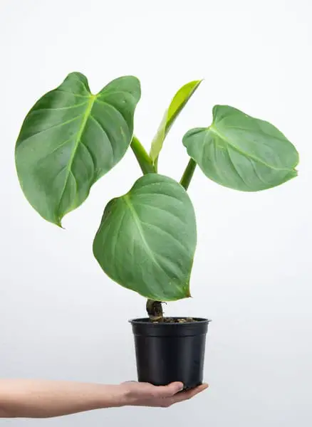 Philodendron Dodsonii
