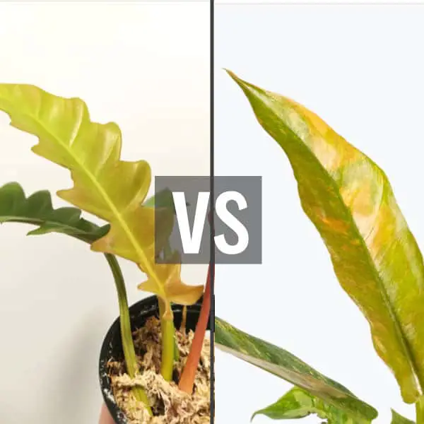 Philodendron Golden Crocodile vs. Ring of Fire!