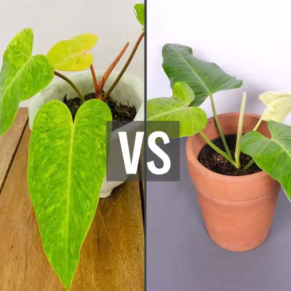 Philodendron Goldiana vs Painted Lady