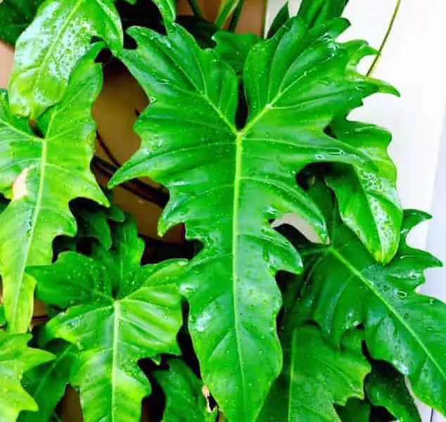 Philodendron Green Dragon