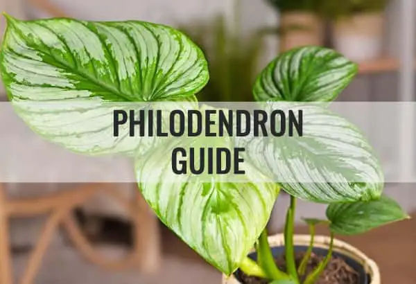 Philodendron Guide