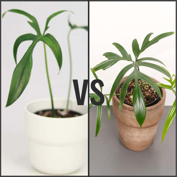 Philodendron Quercifolium vs. Philodendron Glad hands