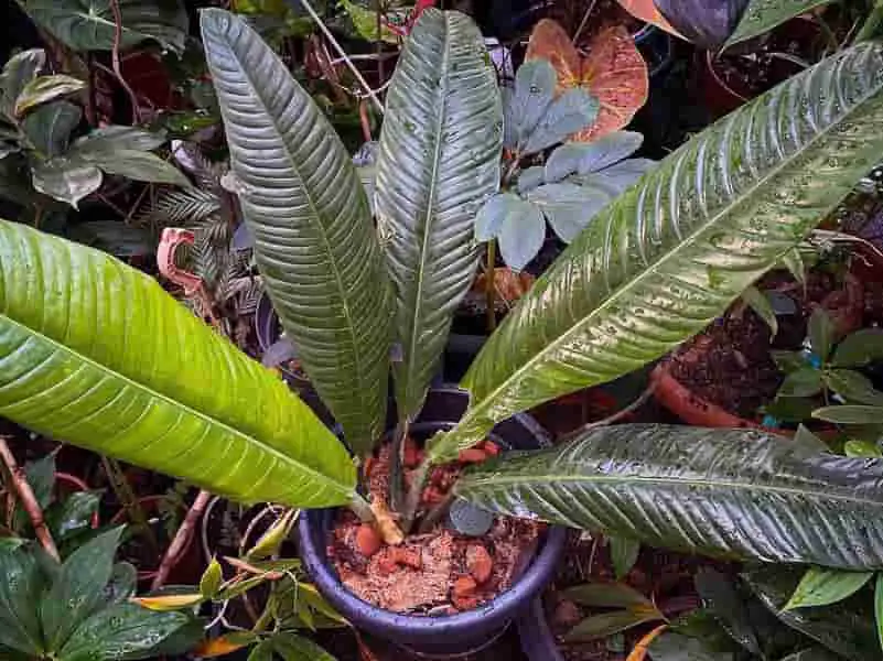 Philodendron acutifolium