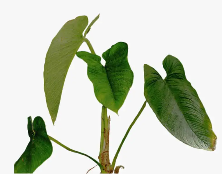 Philodendron albovirescens