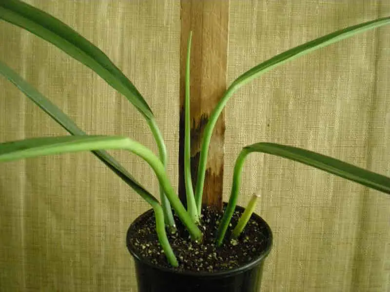 Philodendron alternans