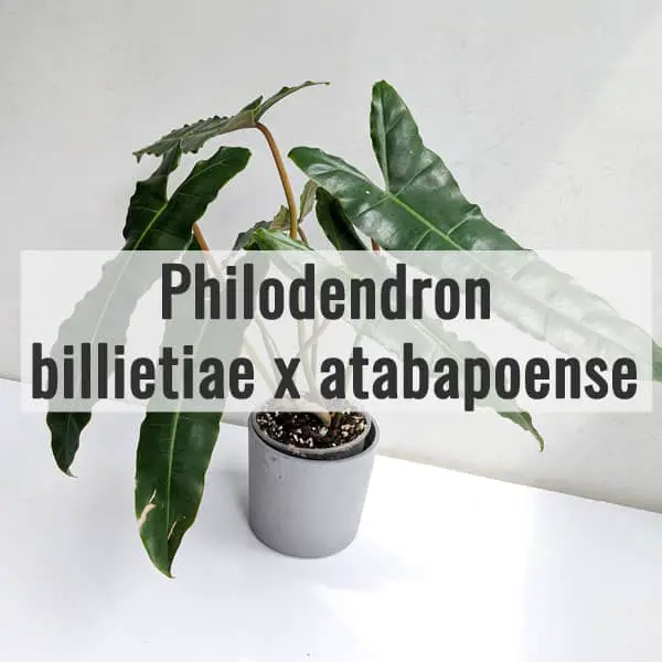 Philodendron billietiae x atabapoense