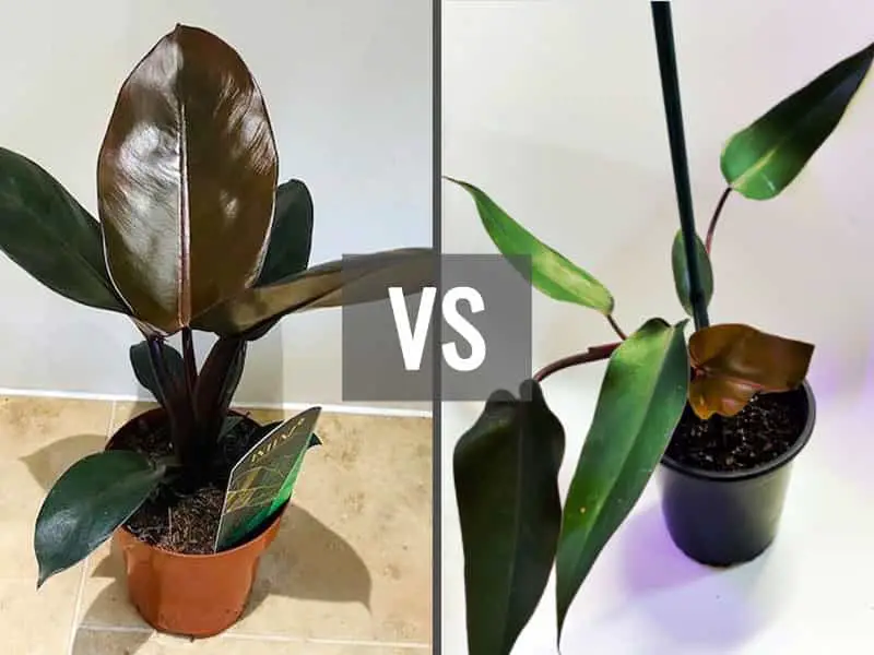 Philodendron black knight vs black majesty