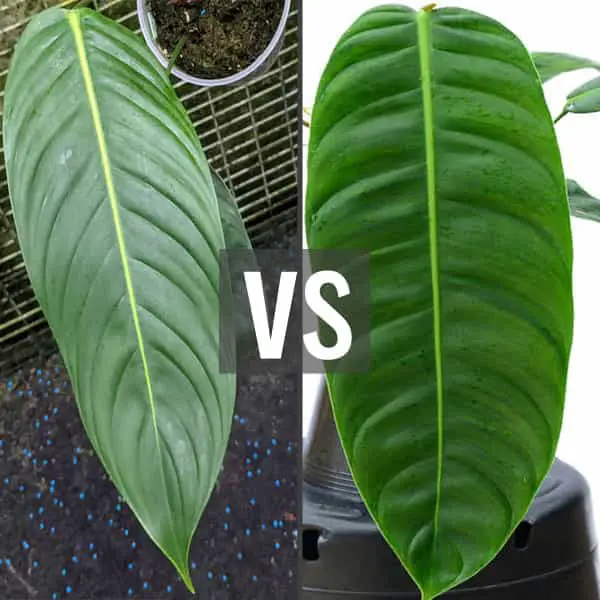 Philodendron Heterocraspedon vs Patriciae