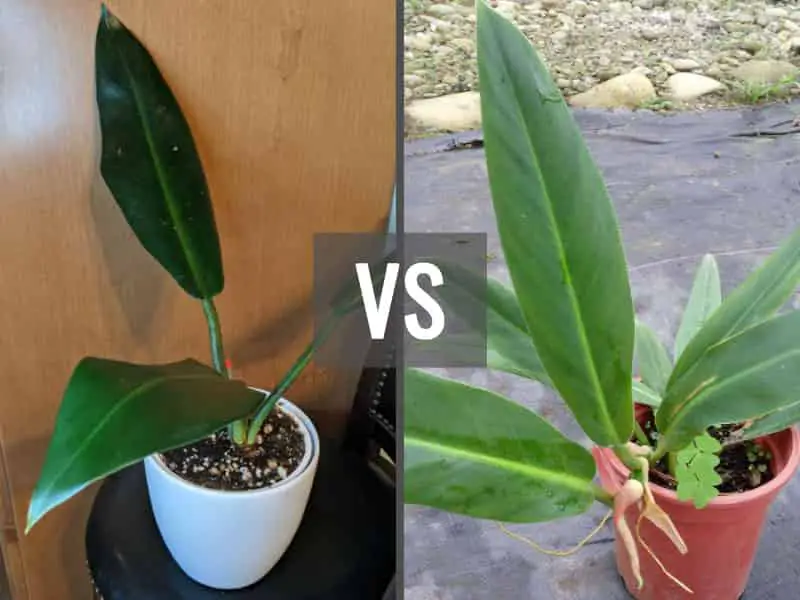 Philodendron ruizii vs bicolor