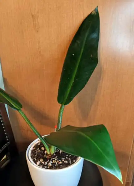 Philodendron ruizii