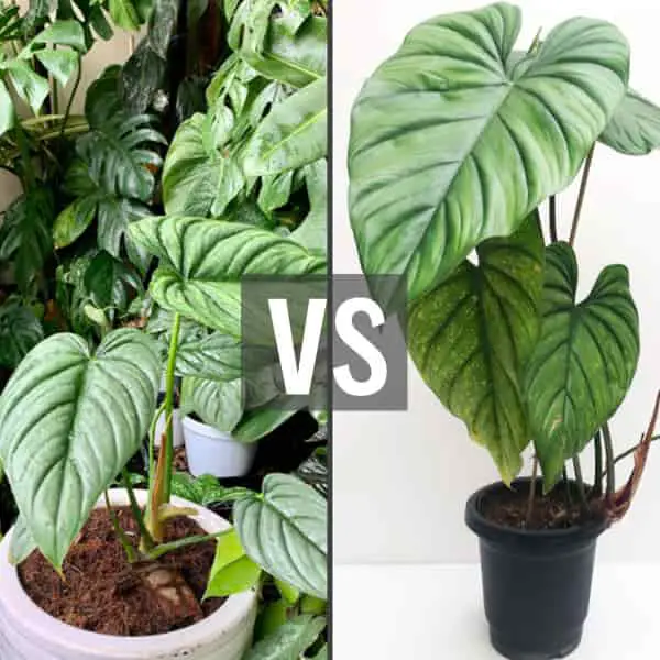 Philodendron sp Silver vs Colombia
