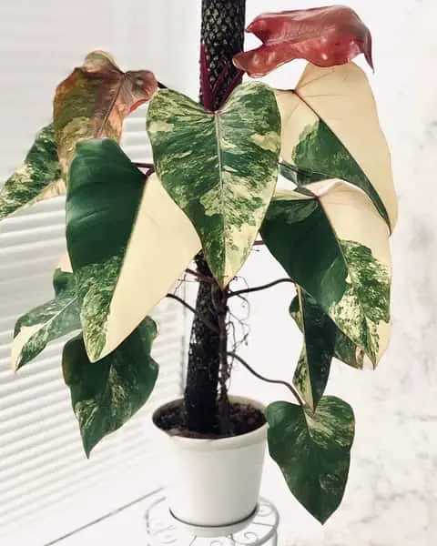Reverted Strawberry Shake Philodendron