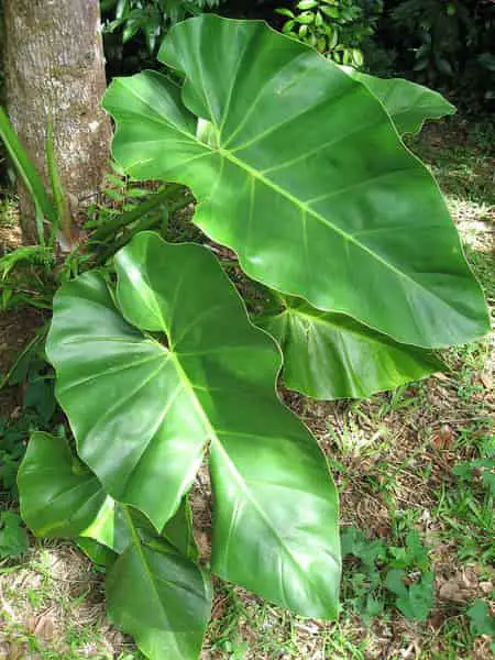Philodendron Giganteum