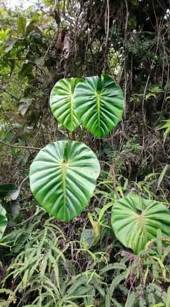Philodendron Gribianum