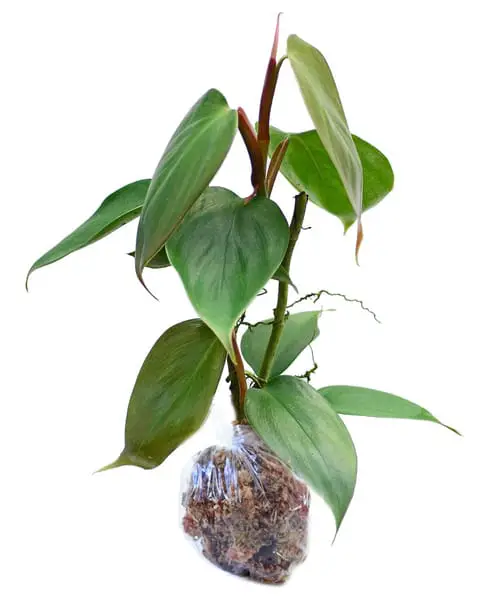Philodendron Werneri 'Rotonda'