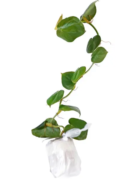 Philodendron Werneri Mini