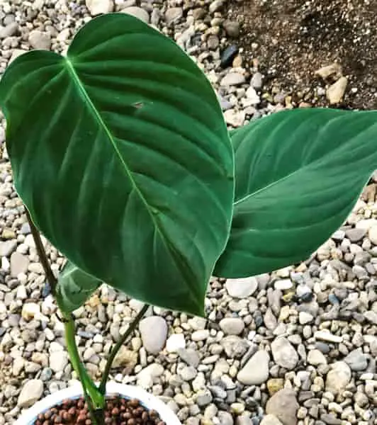 Philodendron Grandipes