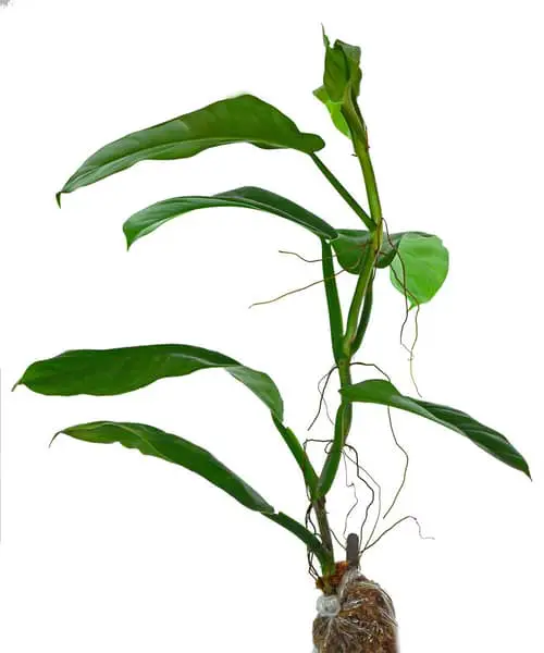 Philodendron Parvilobum