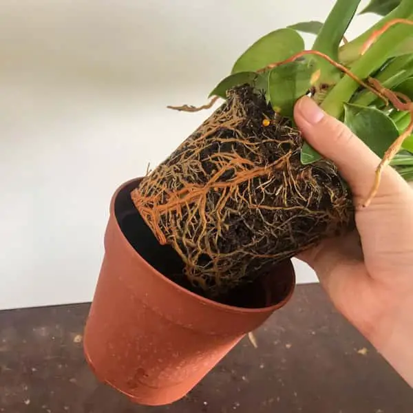 Do Philodendrons Like to Be Root Bound