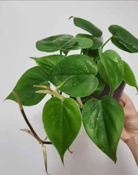 Do Philodendrons Like Humidity