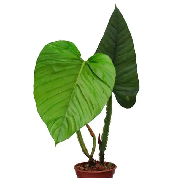 Philodendron Ernestii