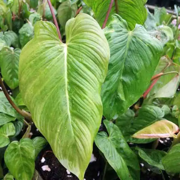 how to propagate Philodendron narinoense