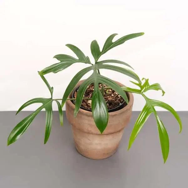philodendron quercifolium