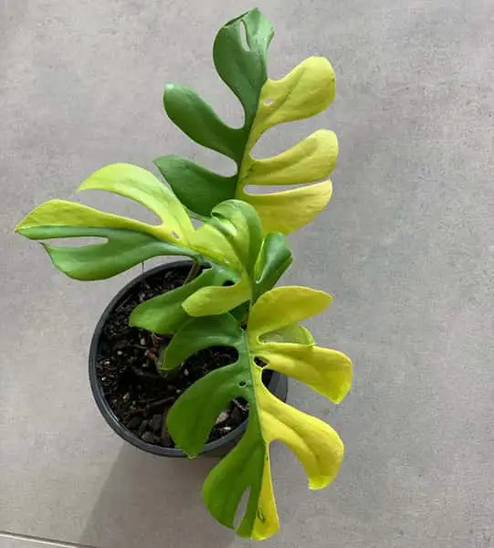 Philodendron Bob Cee variegated