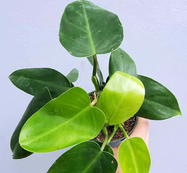 Philodendron Emerald Gem