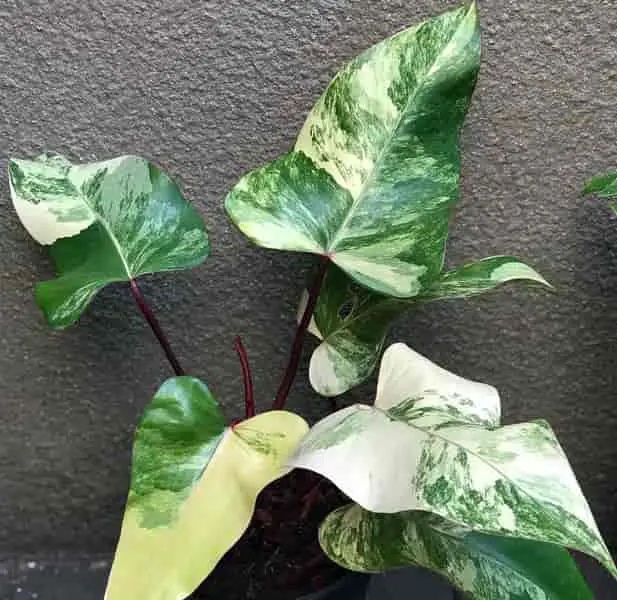 Philodendron Green Emerald Variegated
