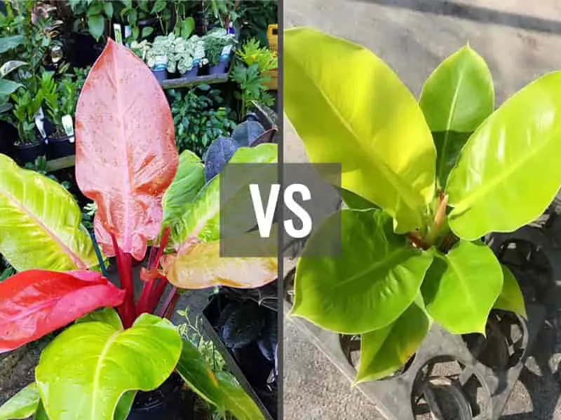 Philodendron Imperial Gold vs Moonlight