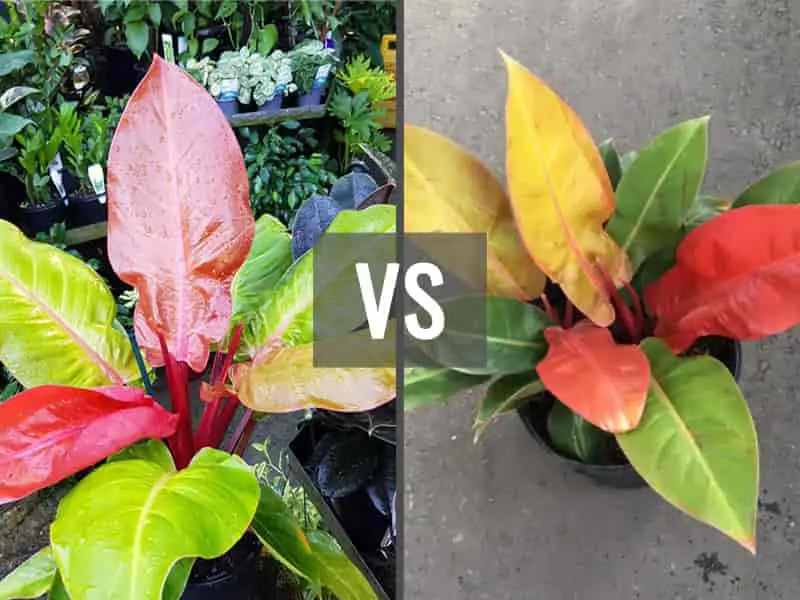 Philodendron Imperial Gold vs Prince of Orange