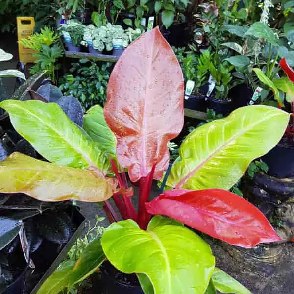 Philodendron Imperial Gold