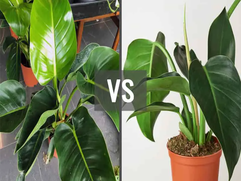 Philodendron Millions vs Green Congo
