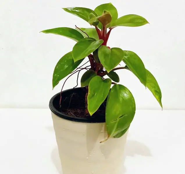 Philodendron Red Back