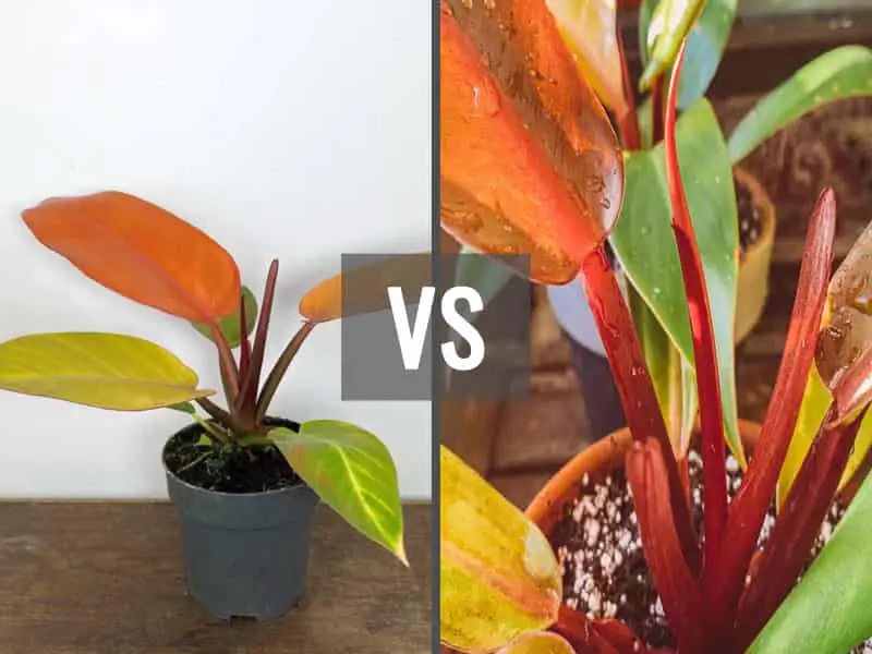 Philodendron red king vs prince of orange