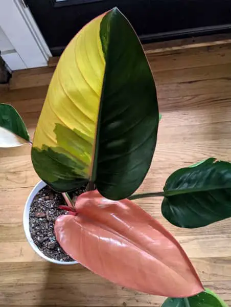 Philodendron Rojo Congo Variegated