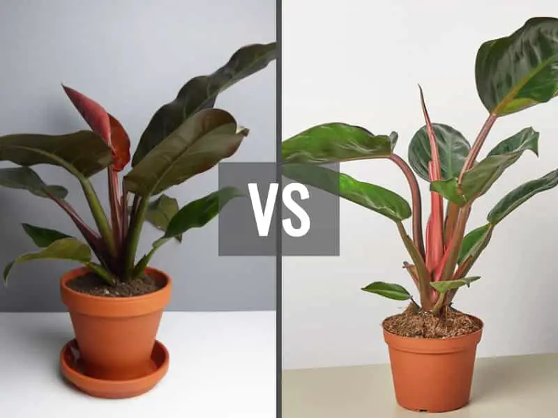Philodendron Rojo Congo vs Imperial Red