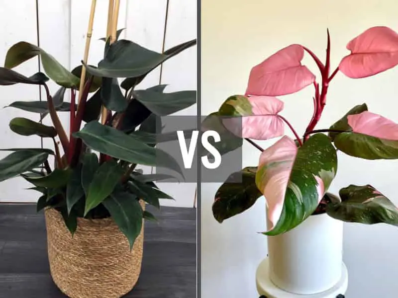 Philodendron Ruby vs Pink Princess