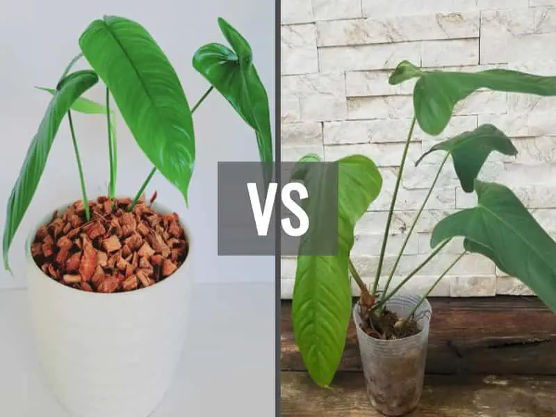 Philodendron Sharoniae Mosquera vs Goat