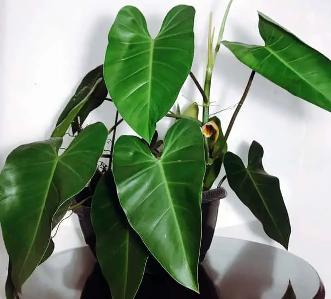 Philodendron green emerald
