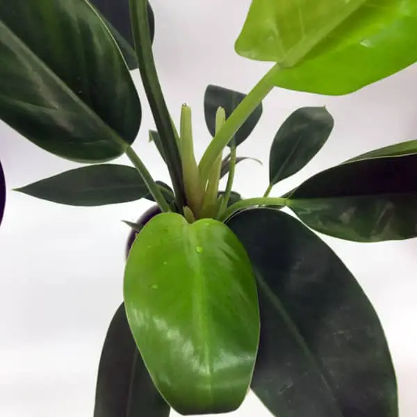Philodendron thailand congo