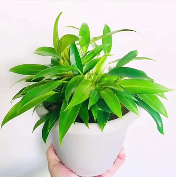 Wend Imbe Philodendron