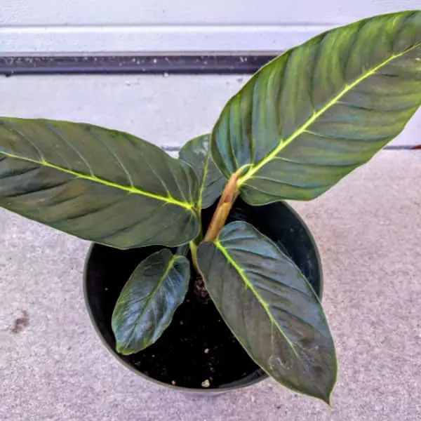 Philodendron Wendlandii